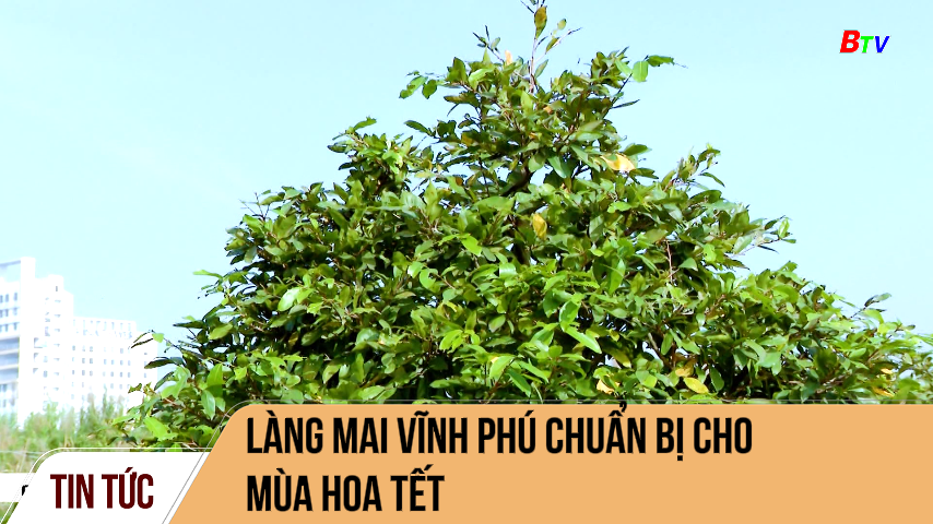 Làng mai Vĩnh Phú chuẩn bị cho mùa hoa Tết